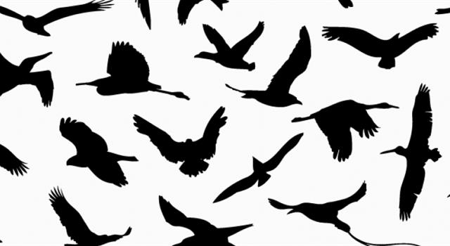 Which of these birds cracks open snail shells by banging them against a stone?