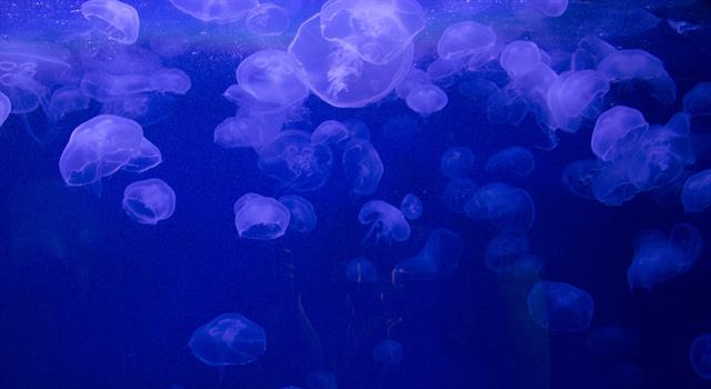 Which of these collective nouns is used for a group of jellyfish?