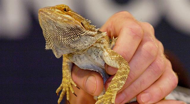Which TV family owned a pet dragon called Spot?