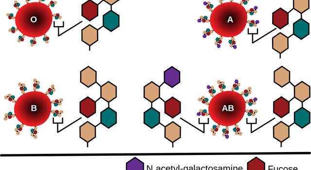 If you are blood type AB pos, what blood type can you receive if a transfusion is needed?