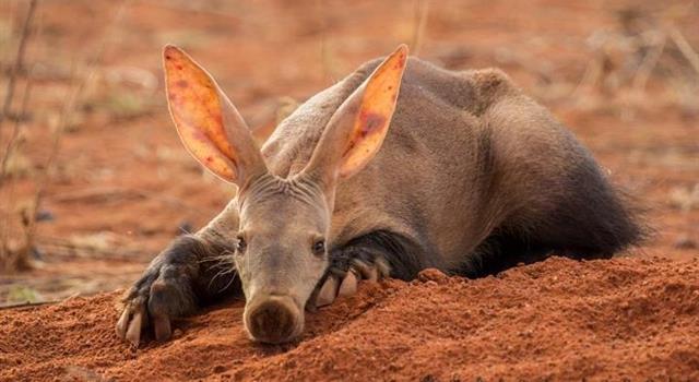 What is the Afrikaans word for 'aard' as in the animal names 'aardvark' and 'aardwolf' ?