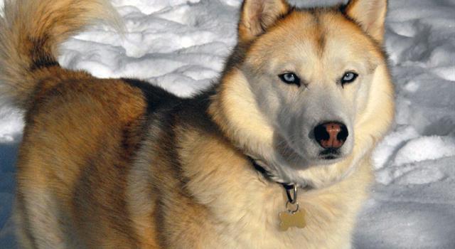 What is the name of the dog hero in Jack London's, The Call of the Wild?