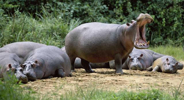 the-meaning-and-symbolism-of-the-word-hippopotamus