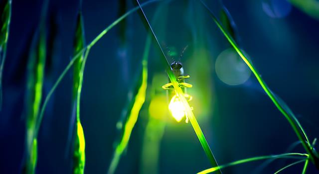 What organic compound causes fireflies to light up?