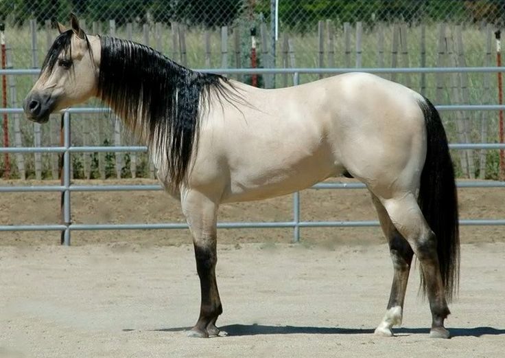 What was the name of Dale Evans' horse featured in the Roy Rogers TV show?