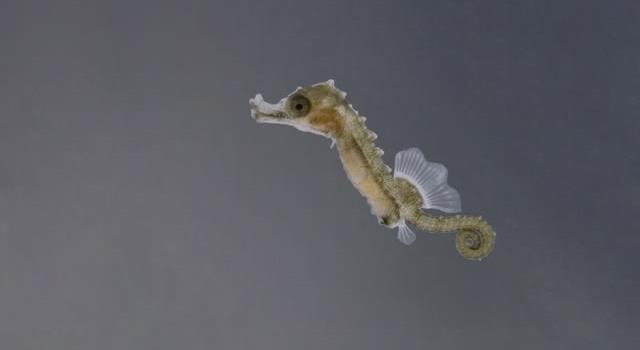 Which of the following is not a livebearer?