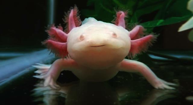 Nature Trivia Question: Which of the following is not an amphibian? Nature Trivia Question: Which of the following is not an amphibian?