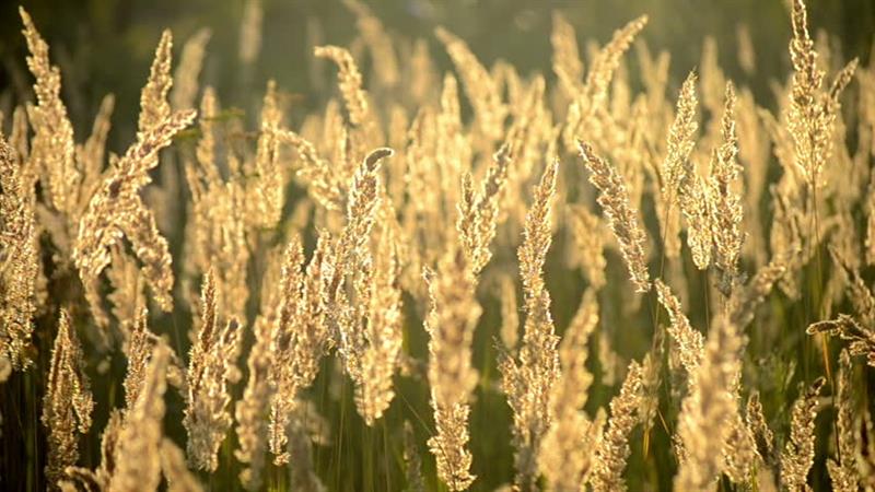 Who wrote the following? “What though the radiance which was once so bright, be now for ever taken from my sight, though nothing can bring back the hour of splendour in the grass, of glory in the flower;"