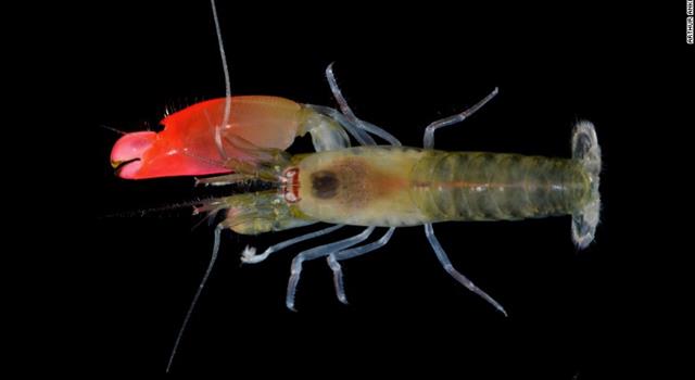 Due to the extremely loud noise produced by its large claw, a recently discovered shrimp was named after which of the following rock bands? Due to the extremely loud noise produced by its large claw, a recently discovered shrimp was named after which of the following rock bands?
