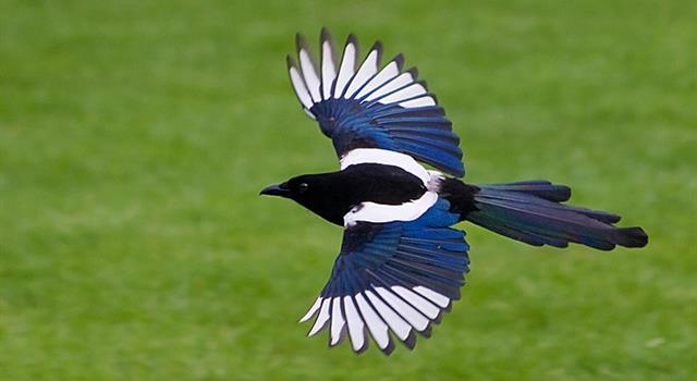In the rhyme 'One for sorrow, Two for joy', what is three for?