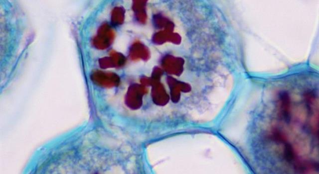 Meiosis and mitosis are the same, is it true or false?