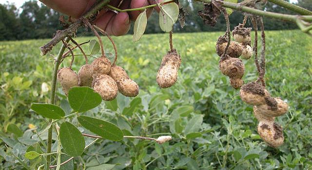 Peanuts Are Not Nuts