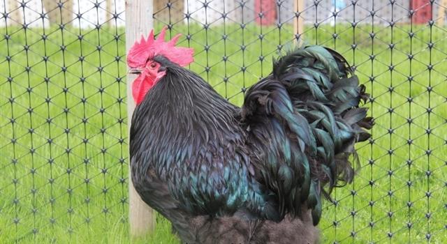 The Orpington chicken breed is named after a town in which English county?