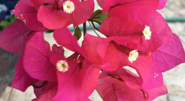 Nature Trivia Question: What is the name of this flower? Nature Trivia Question: What is the name of this flower?