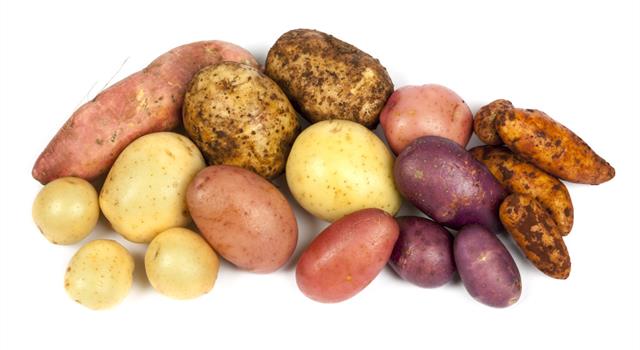 Nature Trivia Question: What is the UK's most commonly grown variety of potato? Nature Trivia Question: What is the UK's most commonly grown variety of potato?
