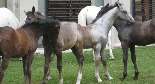 Nature Trivia Question: What is the usual colour of mature Lipizzaner horses? Nature Trivia Question: What is the usual colour of mature Lipizzaner horses?
