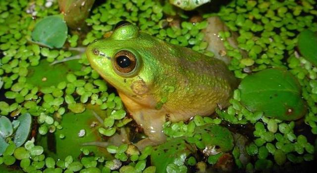 Which frog is so-named because its tadpole is up to four times larger than its adult frog state? Which frog is so-named because its tadpole is up to four times larger than its adult frog state?