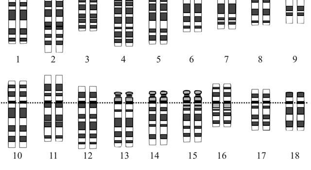 Which mammal has the highest known number of chromosomes? Which mammal has the highest known number of chromosomes?