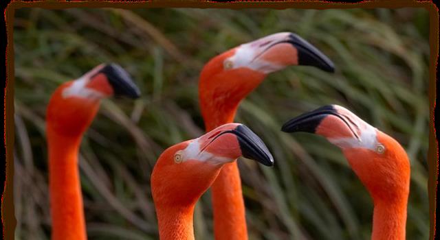 Which of these birds has a down-turned bill?