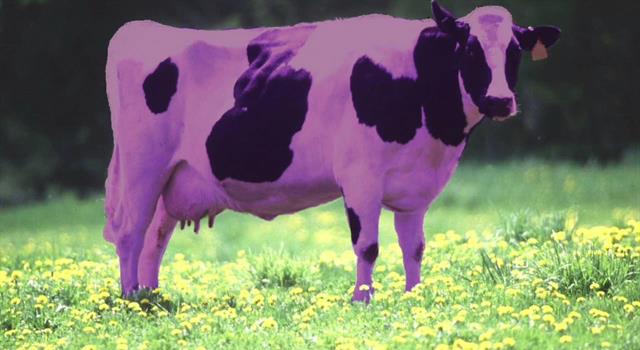 Culture Trivia Question: The line "I never saw a purple cow" is the beginning of a poem by what author? Culture Trivia Question: The line "I never saw a purple cow" is the beginning of a poem by what author?