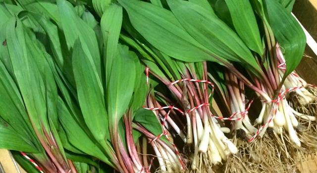Culture Trivia Question: What are these plants? Culture Trivia Question: What are these plants?