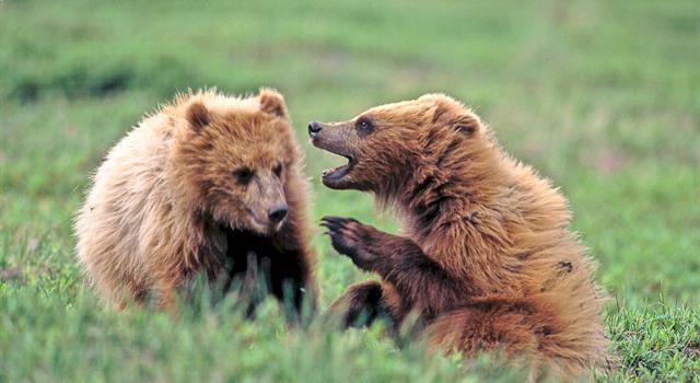 Society Trivia Question: What famous book was banned in Hunan, China because of their laws against animals using human language? Society Trivia Question: What famous book was banned in Hunan, China because of their laws against animals using human language?