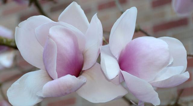 History Trivia Question: What U.S. first lady was nicknamed "The Steel Magnolia"? History Trivia Question: What U.S. first lady was nicknamed "The Steel Magnolia"?