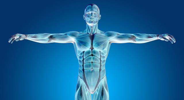 Science Trivia Question: Where in the body would you find the Eustachian tube? Science Trivia Question: Where in the body would you find the Eustachian tube?