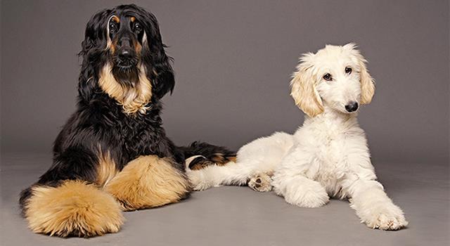 Nature Trivia Question: Which dog breed is considered to be barkless? Nature Trivia Question: Which dog breed is considered to be barkless?