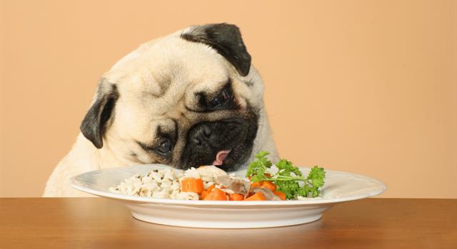 Which of the following foods is safe to feed a dog?