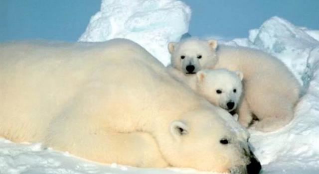 Why do polar bears not hunt penguins? Why do polar bears not hunt penguins?