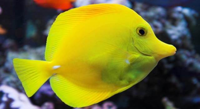 Society Trivia Question: With what Internet search engine did the Babel Fish translation service originate? Society Trivia Question: With what Internet search engine did the Babel Fish translation service originate?