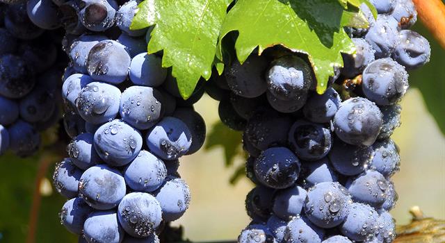 Culture Trivia Question: Tempranillo grapes are used to make which of these wines? Culture Trivia Question: Tempranillo grapes are used to make which of these wines?