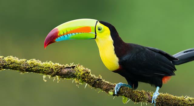 Nature Trivia Question: The toucan is a bird that lives in which continent? Nature Trivia Question: The toucan is a bird that lives in which continent?