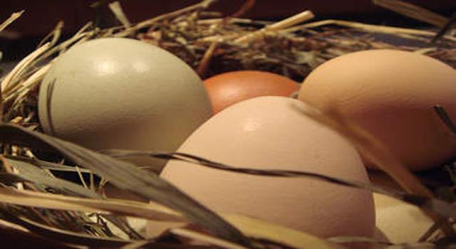 What determines the color of the eggs of a domestic chicken?