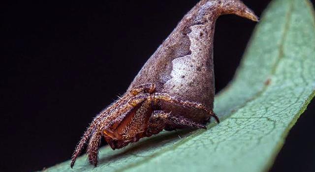 Nature Trivia Question: What recently discovered species is pictured below? Nature Trivia Question: What recently discovered species is pictured below?