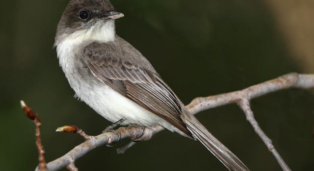 Nature Trivia Question: What was the first bird species John James Audubon banded in 1804? Nature Trivia Question: What was the first bird species John James Audubon banded in 1804?