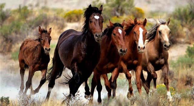What was the name of the horse that James Stewart rode in every western in which he appeared from 1950 to 1968? What was the name of the horse that James Stewart rode in every western in which he appeared from 1950 to 1968?