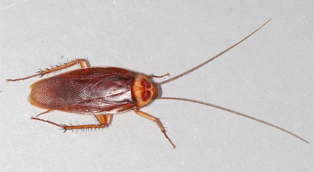 Nature Trivia Question: As a species, cockroaches are thought to have been around for approximately how many years? Nature Trivia Question: As a species, cockroaches are thought to have been around for approximately how many years?
