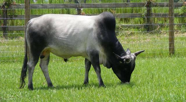 Nature Trivia Question: Brahman is another name for what breed of cattle? Nature Trivia Question: Brahman is another name for what breed of cattle?