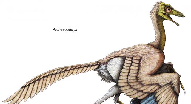 Nature Trivia Question: During which geological period did birds evolve? Nature Trivia Question: During which geological period did birds evolve?