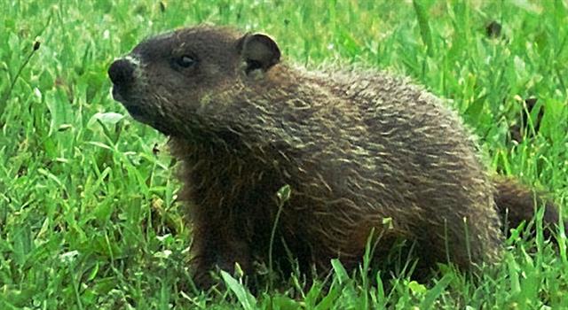 Culture Trivia Question: Who originated the famous tongue twister, “How much wood would a woodchuck chuck?” in 1902? Culture Trivia Question: Who originated the famous tongue twister, “How much wood would a woodchuck chuck?” in 1902?