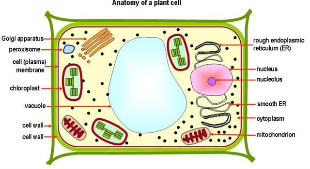Nature Trivia Question: If you compared the function of a plant cell's organelles to a city, what would the chloroplast be? Nature Trivia Question: If you compared the function of a plant cell's organelles to a city, what would the chloroplast be?