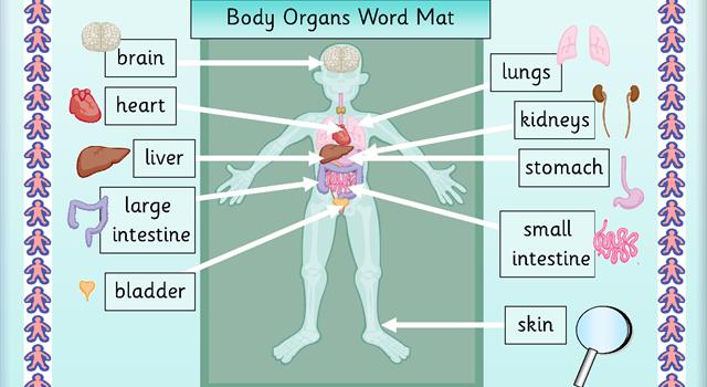 Science Trivia Question: The epidermis is the outer layer of what human organ? Science Trivia Question: The epidermis is the outer layer of what human organ?