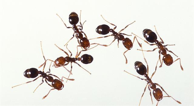 Nature Trivia Question: What chemical do ants use to communicate? Nature Trivia Question: What chemical do ants use to communicate?