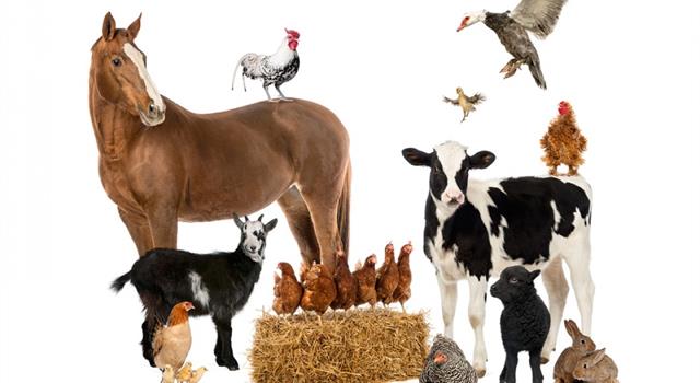Science Trivia Question: What is hippotherapy? Science Trivia Question: What is hippotherapy?
