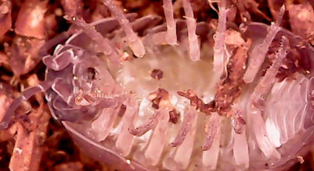 Nature Trivia Question: What is one of the only crustaceans that live their entire lives on land? Nature Trivia Question: What is one of the only crustaceans that live their entire lives on land?