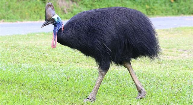 Nature Trivia Question: What is the 3rd tallest and 2nd heaviest living bird species on the planet? Nature Trivia Question: What is the 3rd tallest and 2nd heaviest living bird species on the planet?