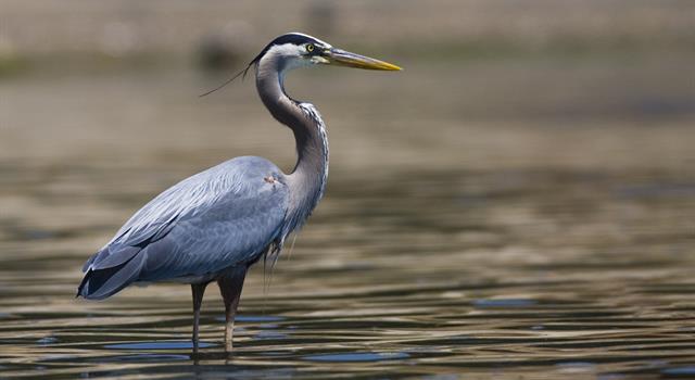 Nature Trivia Question: What is the collective noun for a group of herons? Nature Trivia Question: What is the collective noun for a group of herons?
