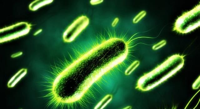 Science Trivia Question: When was it discovered that bacteria and viruses can get sick? Science Trivia Question: When was it discovered that bacteria and viruses can get sick?